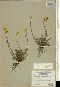 Archanthemis marschalliana subsp. sosnovskyana (Fed.) Lo Presti & Oberpr., Кавказ, Южная Осетия (K4b) (Южная Осетия)