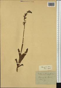Orchis anthropophora (L.) All., Западная Европа (EUR)