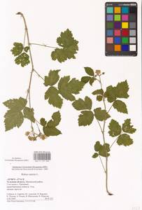 Ежевика сизая L., Восточная Европа, Центральный район (E4) (Россия)