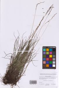 Овсяница красная L., Восточная Европа, Московская область и Москва (E4a) (Россия)