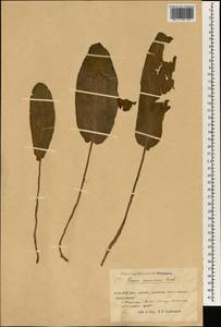 Rumex patientia subsp. tibeticus (Rech. fil.) Rech. fil., Зарубежная Азия (ASIA) (КНР)