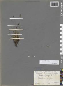 Ситник двухчешуйный L., Сибирь, Центральная Сибирь (S3) (Россия)