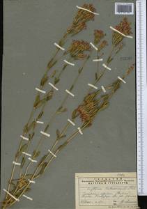 Centaurium erythraea subsp. erythraea, Средняя Азия и Казахстан, Памир и Памиро-Алай (M2) (Таджикистан)