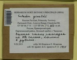 Entodon giraldii Müll. Hal., Гербарий мохообразных, Мхи - Дальний Восток (без Чукотки и Камчатки) (B20) (Россия)