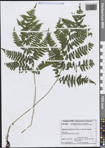 Диплазиум сибирский (Turcz. ex Kunze) Sa.Kurata, Сибирь, Центральная Сибирь (S3) (Россия)