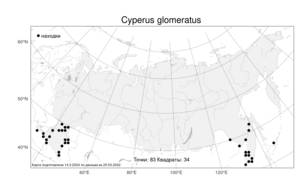 Cyperus glomeratus, Сыть сборная, Сыть скученная L., Атлас флоры России (FLORUS) (Россия)