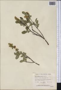 Salix myrtillifolia Anderss., Америка (AMER) (Канада)