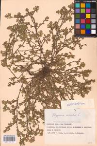 Спорыш простертый, Спорыш обыкновенный Boreau, Восточная Европа, Западный район (E3) (Россия)