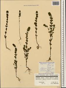 Очанка гребенчатая Ten., Кавказ, Северная Осетия, Ингушетия и Чечня (K1c) (Россия)