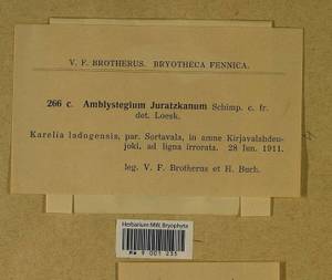 Amblystegium serpens (Hedw.) Schimp., Гербарий мохообразных, Мхи - Карелия, Ленинградская и Мурманская области (B4) (Россия)
