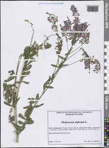 Копеечник альпийский L., Сибирь, Западная Сибирь (S1) (Россия)