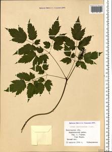 Actaea rubra subsp. rubra, Восточная Европа, Северный район (E1) (Россия)