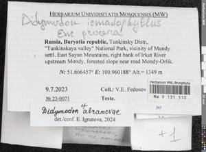 Didymodon abramovae Ignatova & Fedosov, Гербарий мохообразных, Мхи - Прибайкалье и Забайкалье (B18) (Россия)