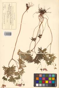 Герань йезская Franch. & Sav., Сибирь, Дальний Восток (S6) (Россия)