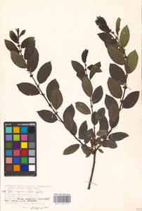 Ива мирзинолистная, Ива чернеющая Salisb., Восточная Европа, Московская область и Москва (E4a) (Россия)