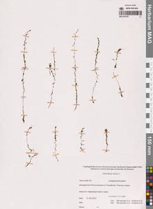 Пузырчатка малая L., Сибирь, Чукотка и Камчатка (S7) (Россия)