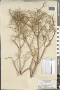 Прангос феруловидный (L.) Lindl., Зарубежная Азия (ASIA) (Турция)