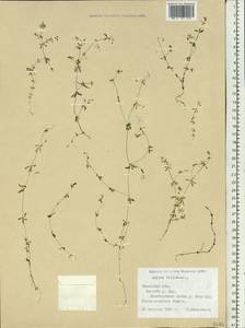 Подмаренник трехраздельный L., Сибирь, Западная Сибирь (S1) (Россия)