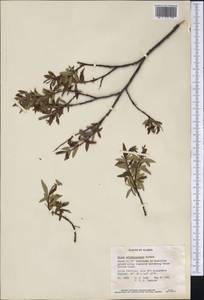 Salix arbusculoides Anderss., Америка (AMER) (США)