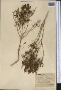 Haloxylon griffithii subsp. griffithii, Средняя Азия и Казахстан, Памир и Памиро-Алай (M2) (Таджикистан)