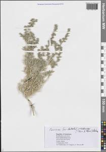 Kaviria vvedenskyi (Iljin & Popov) Akhani, Средняя Азия и Казахстан, Памир и Памиро-Алай (M2) (Узбекистан)