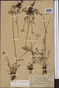 Жабрица заостренная (Schrenk) Pimenov & Sdobnina, Средняя Азия и Казахстан, Памир и Памиро-Алай (M2) (Таджикистан)