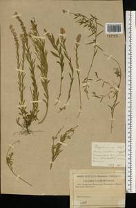 Истод хохлатый Schkuhr, Восточная Европа, Московская область и Москва (E4a) (Россия)