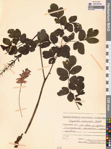 Хохлатка пионолистная (Steph.) Pers., Сибирь, Дальний Восток (S6) (Россия)