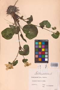 Калужница болотная L., Восточная Европа, Северо-Западный район (E2) (Россия)