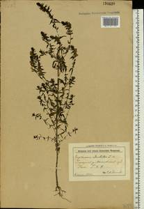 Зубчатка обыкновенная Moench, Восточная Европа, Белоруссия (E3a) (Белоруссия)