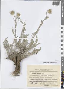 Наголоватка многолопастная Iljin, Средняя Азия и Казахстан, Сырдарьинские пустыни и Кызылкумы (M7) (Узбекистан)