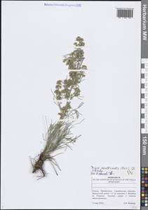 Триния многостебельная (Poir.) Schischk., Восточная Европа, Нижневолжский район (E9) (Россия)