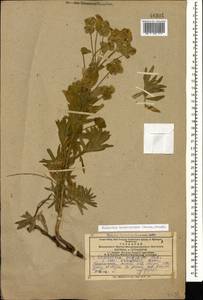 Euphorbia saratoi Ardoino, Кавказ, Армения (K5) (Армения)