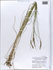 Koeleria pyramidata subsp. pyramidata, Восточная Европа, Центральный лесостепной район (E6) (Россия)
