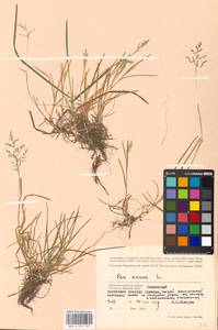 Мятлик однолетний L., Восточная Европа, Западный район (E3) (Россия)