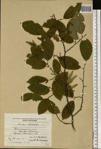 Граб восточный, Грабинник Mill., Восточная Европа, Молдавия (E13a) (Молдавия)