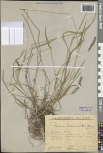 Ячмень короткоостистый (Trin.) Link, Сибирь, Якутия (S5) (Россия)