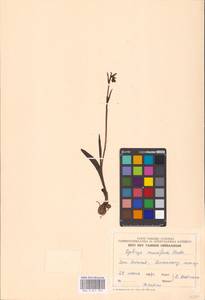Ophrys insectifera subsp. insectifera, Восточная Европа, Эстония (E2c) (Эстония)