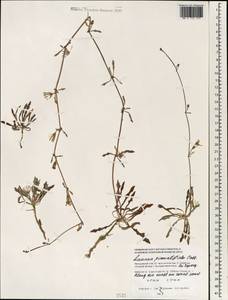 Лаунея отпрысковая (Willd.) Sch. Bip. ex Kuntze, Зарубежная Азия (ASIA) (Мальдивы)