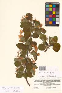 Яблоня лесная Mill., Восточная Европа, Нижневолжский район (E9) (Россия)