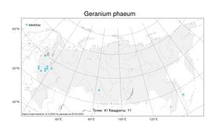 Geranium phaeum, Герань темно-бурая L., Атлас флоры России (FLORUS) (Россия)