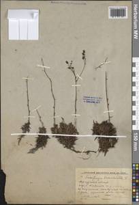 Камнеломка гребенчато-реснитчатая L., Сибирь, Прибайкалье и Забайкалье (S4) (Россия)