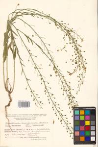 Рыжик мелкоплодный Andrz. ex DC., Восточная Европа, Ростовская область (E12a) (Россия)