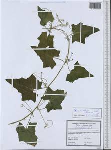 Переступень щетинистый Stev., Зарубежная Азия (ASIA) (Турция)