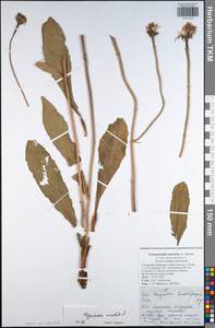 Pseudopodospermum hispanicum subsp. hispanicum, Восточная Европа, Центральный район (E4) (Россия)