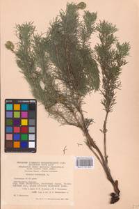 Горицвет весенний, Адонис весенний L., Восточная Европа, Восточный район (E10) (Россия)