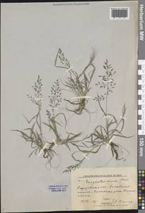 Полевичка малая Host, Восточная Европа, Нижневолжский район (E9) (Россия)