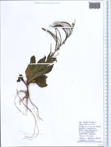 Pseudoturritis turrita (L.) Al-Shehbaz, Кавказ, Черноморское побережье (от Новороссийска до Адлера) (K3) (Россия)