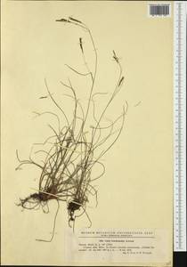 Carex brachystachys Schrank, Западная Европа (EUR) (Румыния)