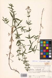 Подмаренник мареновидный L., Восточная Европа, Московская область и Москва (E4a) (Россия)